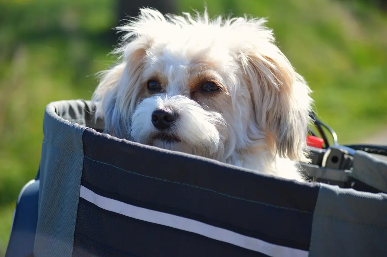 Hvordan vedligeholder jeg bedst min cykelkurv til hunde?